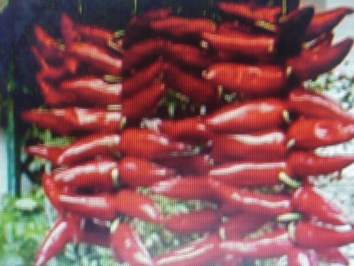 300 graines piment gorria - piment,