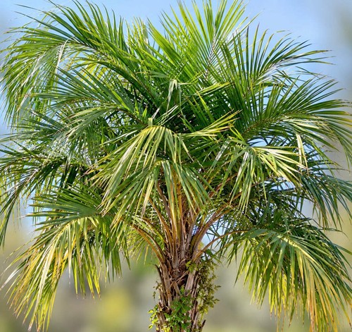 Syagrus schizophylla seeds - syagrus,