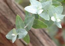 25 graines de Gommier Argenté(Eucalyptus Crenulata)G244 SILVER GUM SEEDS SEMILLA