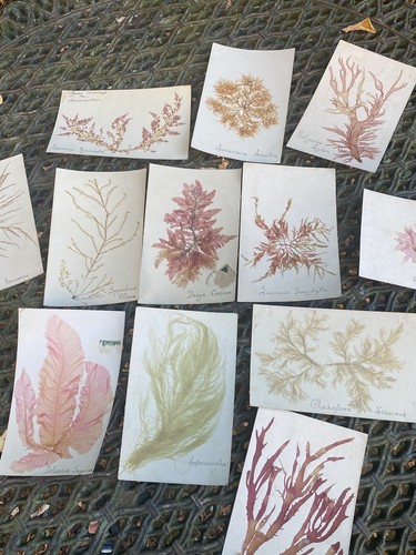 Herbier marin 12 cartes - marin,