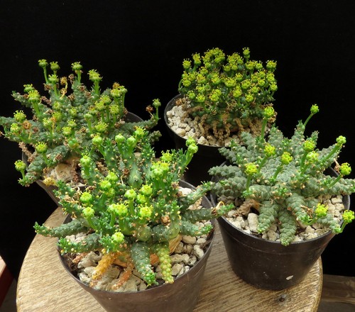Euphorbia gorgonis caudex - euphorbia, gorgonis,