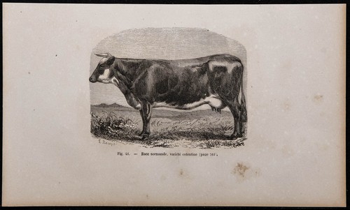 1860 race normande - 1860,