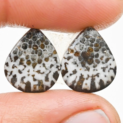 Cts corail fossile - corail,