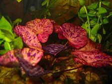 tiger lotus red demaré LOTx2 nymphea  lotus rouge tigré NENUPHAR aquarium DISCUS