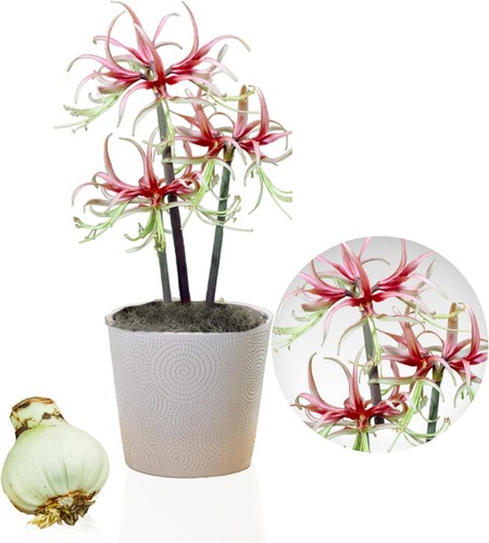 Bulbes amaryllis chico - bulbes, 1