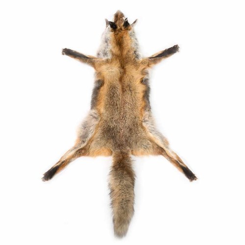Peau renard - renard, skin)