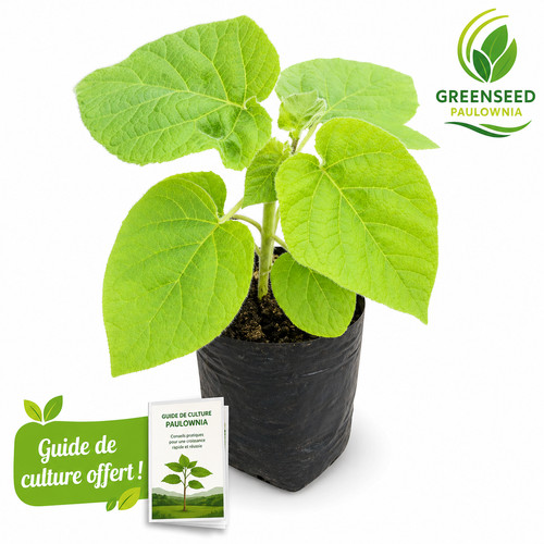 Plants paulownia z07 - plants,