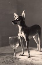 France Chihuahua Dog Portrait