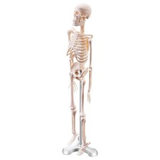 45CM Anatomie Humaine Anatomie