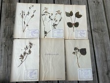 🌿 LOT DE 5 HERBIERS –