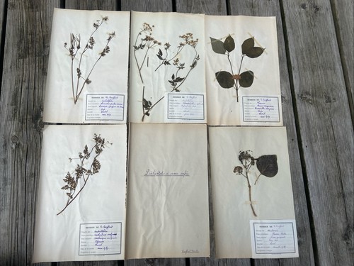 Lot herbiers - 🌿,