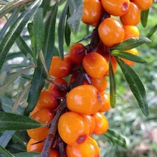 Hippophae rhamnoides