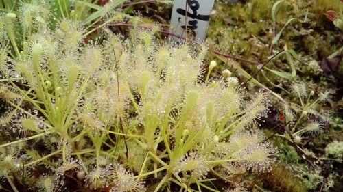 Plantes carnivores drosera - plantes,