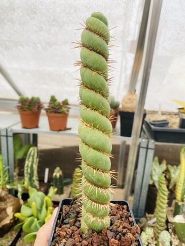 Eulychnia castanea spiralis - spiralis,