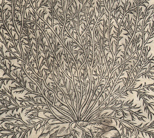1588 rare planche - 1588, gravure