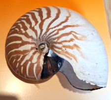  Large 18cm Shell Nautilus