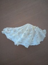 Antique Small Double Blessed Shell