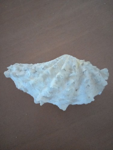 Ancien coquillage petit - ancien,