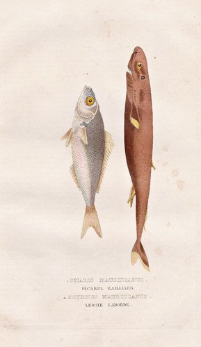 Poisson fusilier pygmée - pygmée, bleu