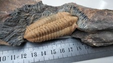 Lot de trilobites Ordovicien