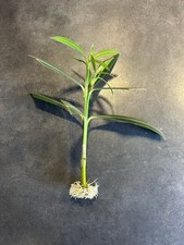 Bouture Laurier-Rose de