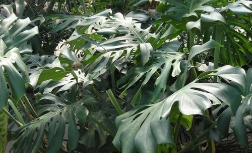 Philodendron monstera - philodendron,