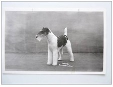 CP photo Animaux Chien de