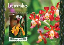 Orchids (Paphiopedilum villosum)