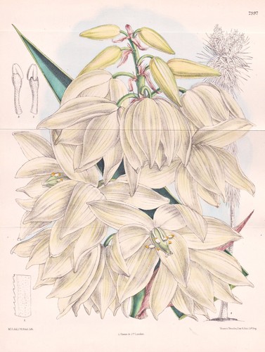 Yucca guatemalensis amérique - yucca,
