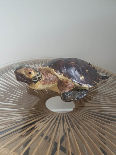 Tortue réaliste kare design - kare,