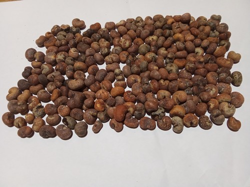 200 graines baobab bio - 200,