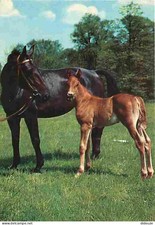 Animals - horses - filly and foal - in pasture - postcard flame of Vienna