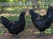 Ayam Cemani Chicken Fertile