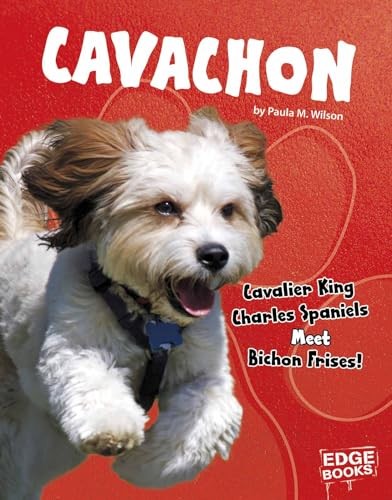 Cavachon cavalier king - cavachon:, charle