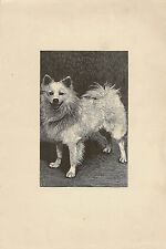 IMAGE - LITHOGRAPH ILLUSTRATOR C.R ANIMALS DOG CHIHUAHUA SIZE 16 x 24 cm