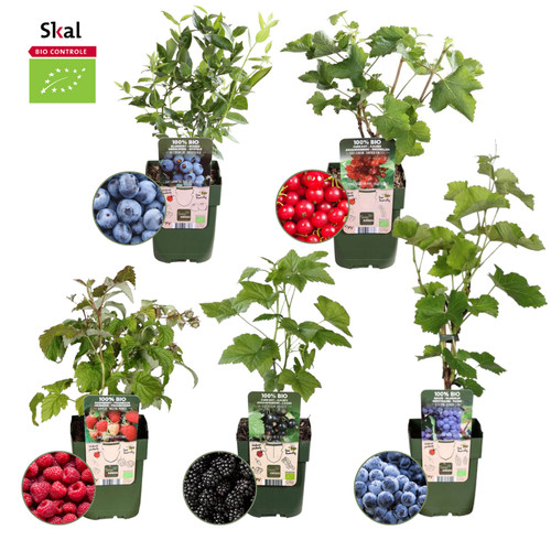 Arbustes fruitiers - 5,