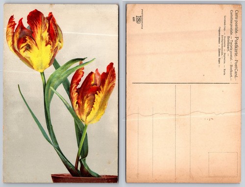 Vintage parrot tulips postcard - parrot,