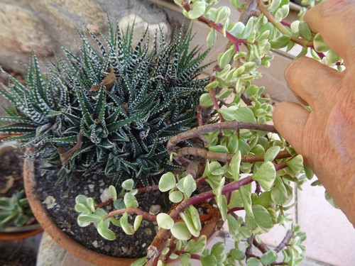 Lot pot mariage - de, 2plantes