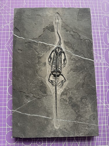 Reptile marin fossile - reptile, marin-🦎fossile