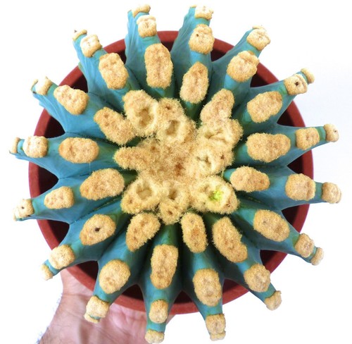 Ferocactus glaucescens - , cv