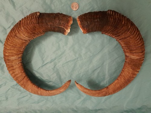 Pair mouflon mountain - mountain, sheep