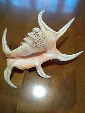 Coquillage Lambris 6 doigts