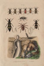 Mygale pionière (Trapdoor spider) avec son nid (its nest). Mylabris beetles 1833