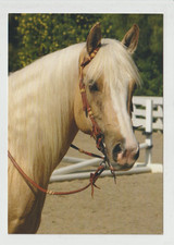 DRIFTERSSUGARCOOKIE Palomino