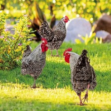 3 Pcs Decoration Poule Jardin