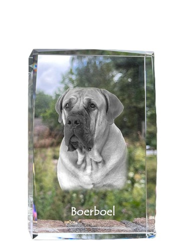 Boerboel cristal avec chien