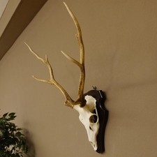 Sikahirsch Bois Sika Cerf Hl