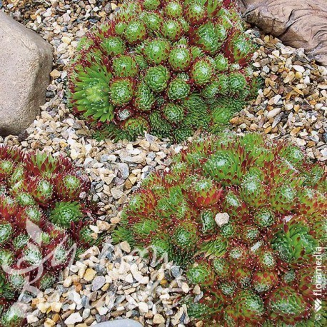 Sempervivum montanum - x,