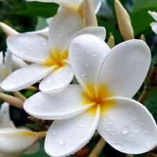 Plumeria Rubra (White)/