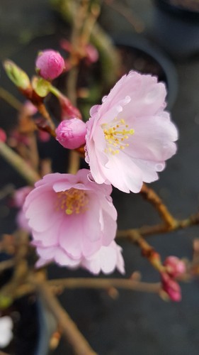 Prunus accolade cerisier - x,